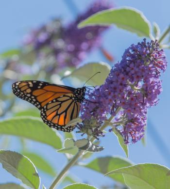 Monarch butterfly – Karen Gideon