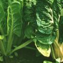 Growing in Your Garden Now - Swiss Chard