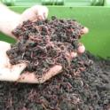 Gardening Tips - What is Vermiculture?