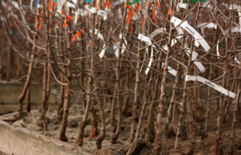 Like fruit trees, bare root roses are available in nurseries in winter