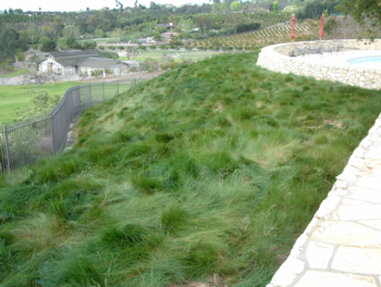 There are numerous alternatives to conventional turf grass, such as this hillside planted with red fescue. Photo: GardenSoft