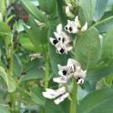 Growing in Your Garden Now - Fava Beans