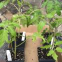 Growing in Your Garden Now - Tomatoes
