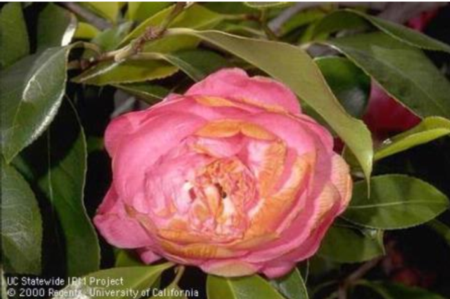 Camellia petal blight is a fungus that causes small, brown, irregularly shaped blotches on petals. photo: Jack Kelly Clark