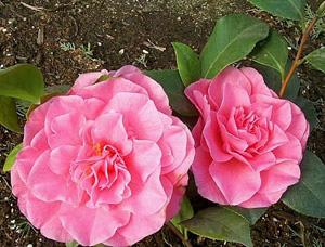 Camellia japonica ‘Spellbound’  Photo: GardenSoft