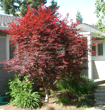 ‘Bloodgood’ Japanese maples make beautiful accent  trees for entrances and other focal points.  Photo: GardenSoft