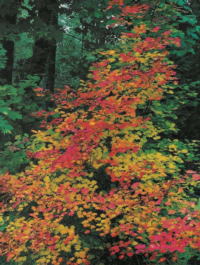 California’s native vine maple is a blaze of color in the fall.  Photo: GardenSoft