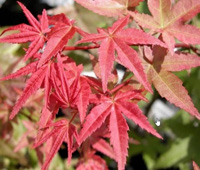 Japanese maple - red