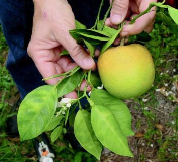 Huanglongbing causes citrus trees to defoliate and die. This disease is transmitted via the Asian citrus psyllid, a tiny pest no bigger than an aphid.