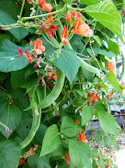 Scarlet runner beans feature showy red flowers and long, tasty beans.  Photo: Marie Narlock