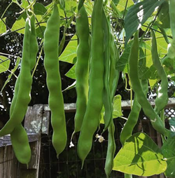 Romano beans are fast-growing vines that produce extra-long, delicious, flat pods.  Photo: Marie Narlock