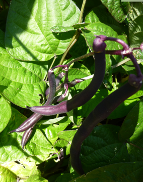 Purple beans add color to the vegetable garden and are fun to grow. They turn green when cooked. Photo: Linda Varonin