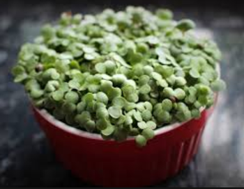 Mustard greens are attractive microgreens in containers. Photo: Creative Commons