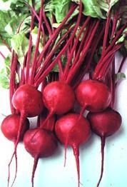 Growing and Harvesting Beets