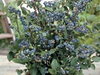Southern high-bush blueberry (Vaccinium corymbosum). Photo courtesy of Gardensoft