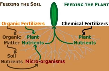 Organic vs. Chemical Fertilizers. Photo courtesy of Matrixxco