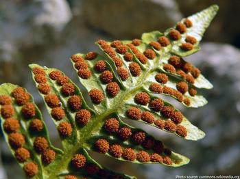Spores often look like small dots on the undersides of the fronds. Photo: Creative Commons