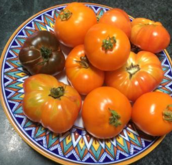 Chef’s Choice Orange tomatoes are popular hybrids. Photo: Marie Narlock