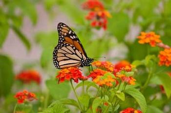 A monarch butterfly visits a patch of orange lantana Photo: Jill Lang