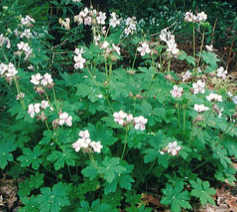 Geranium ‘White Bigroot’  Photo: PlantMaster