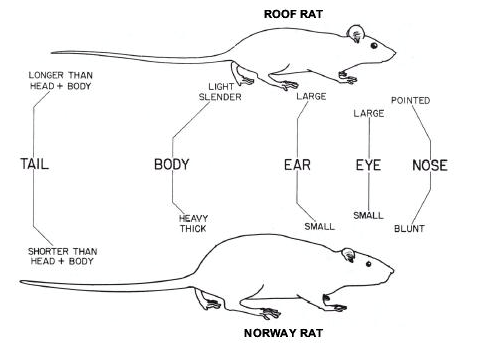 Norway rats (bottom) are stockier than roof rats (top) and have smaller ears. Photo: UC Integrated Pest Management