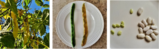 Left: Romano beans drying on vine; Center and right: Edible vs dried Romano beans and seeds