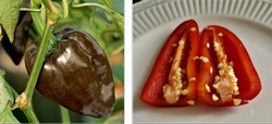 Left: Step 1: Ripening pepper; Right: Step 2: Removing seeds from pepper
