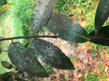 Sooty mold on bay leaves fouled by insect honeydew. Photo credit:  Martha Proctor
