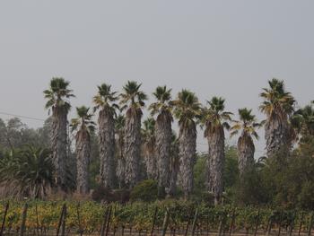 This stand of Mexican fan palms that haven’t been pruned provides habitat for rats, but also many species of birds and other animals, which co-exist.
