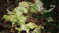 Turn garden waste and kitchen waste into compost – black gold for your garden! Image: Lynn Greyling, needpix.com
