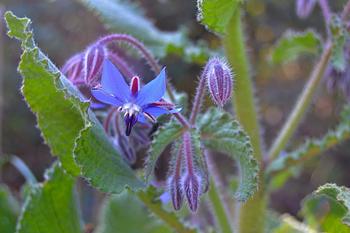 A historic medicinal herb, Borage is a Mediterranean annual also known as starflower, bee bush, bee bread, and bugloss. Photo, Piqsels