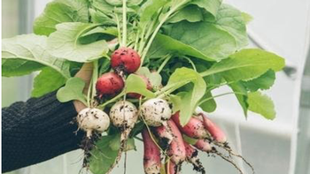Radishes grow easily and quickly. Some small-rooted varieties area ready in a month or less from the day of seeding. It's a great vegetable for the be
