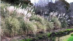 Pampas grass is a familiar invasive plant in Marin.  Photo: Marie Narlock