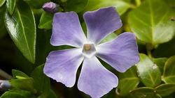 Periwinkle's flowers look sweet, but the plant is invasive. Photo: Wikipedia Commons