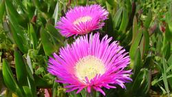 Iceplant smothers native plants out of existence. Photo: Wikipedia Commons