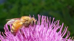 Pollination is incidental to pollinator feeding Photo: Bridget Ahearn