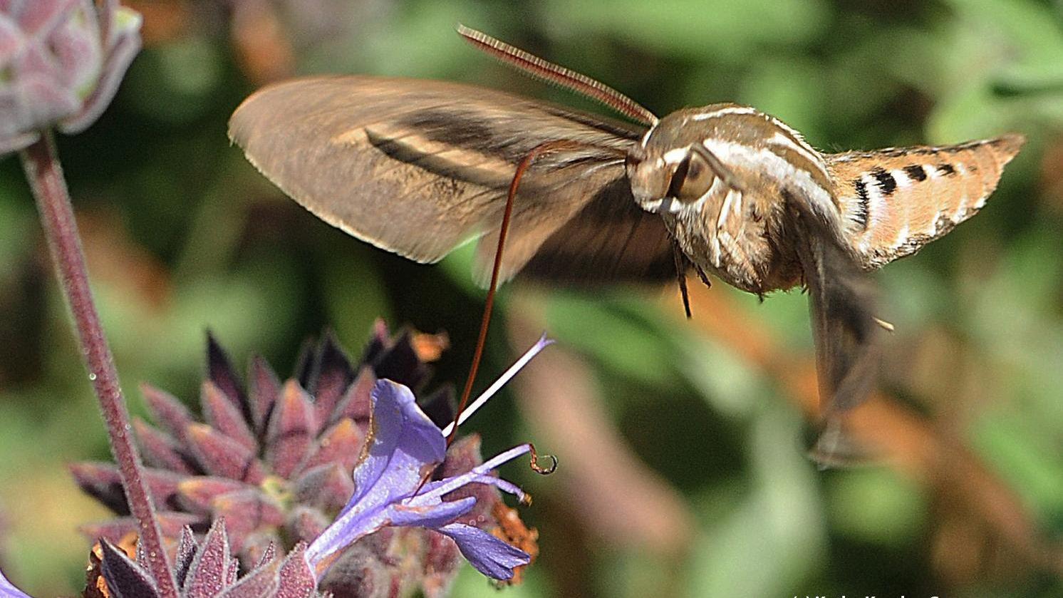Moths are day and evening pollinators. Photo: Kathy Keatley Garvey