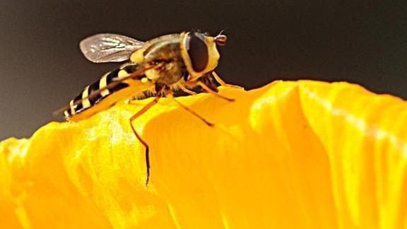 Syrphid or hoverflies are pollinators often mistaken for bees.  Photo: Kathy Keatley Garvey