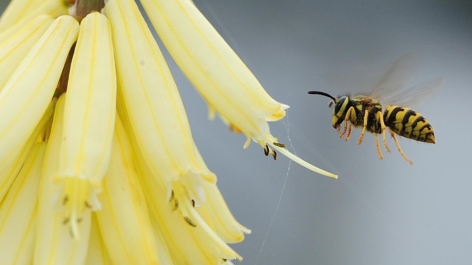 Most wasps are smooth, so they do not transfer much pollen.  Photo: Kathy Keatley Garvey