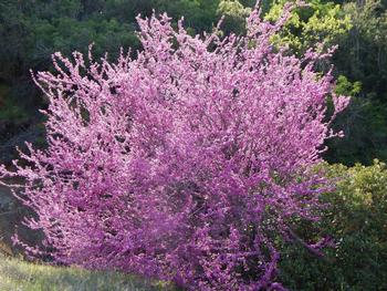 Native Western redbud (Cercis occidentalis), is a drought-tolerant and showy landscape tree choice. Photo credit: UC Regents