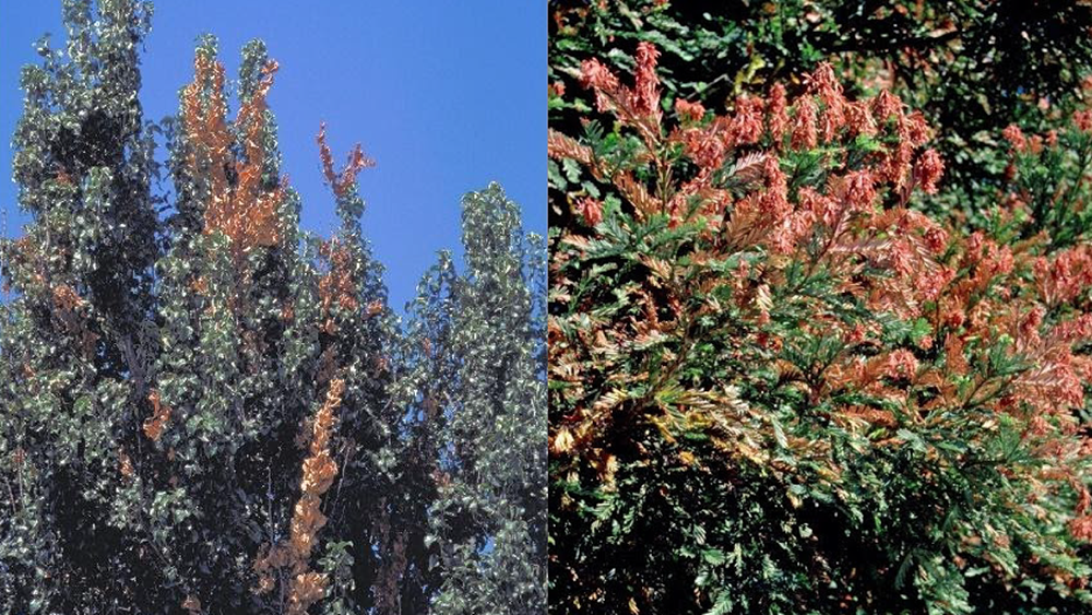 Fireblight (left photo) is a biotic disease, while sunburn damage to the redwood tree (right photo) is abiotic. Credit: UC ANR