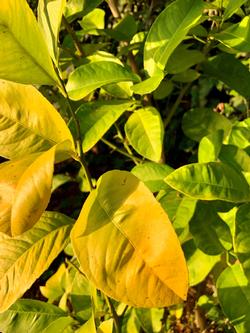 Chlorosis is common in citrus trees when there is a lack of nitrogen in the soil or it is too cold and wet for the plant to uptake nitrogen.