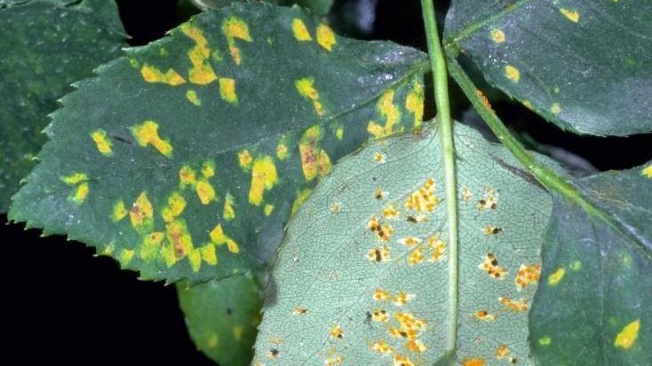 Rust is a common fungal disease of roses. Photo: UC ANR