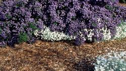 The easiest way to prevent weeds is to cover soil with plants or mulch. UC ANR