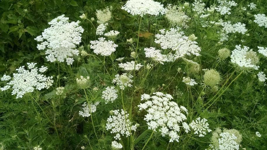 Queen Anne’s lace takes two years to complete its life cycle. Wikimedia Commons