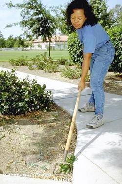 A hula hoe is an efficient way to remove weeds. UC ANR