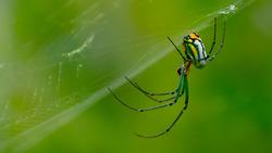 Orb weaver spider. Wikimedia Commons