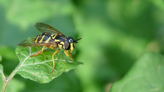 Syrphid wasp. Wikimedia Commons