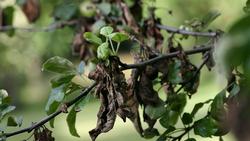 Apple_tree_with_fire_blight