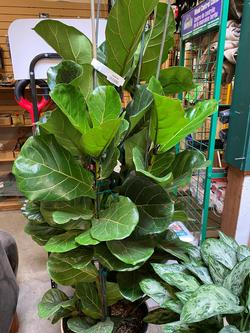 Ficus lyrata, Fiddle Leaf Fig, is an investment plant requiring a warm, humid environment away from drafts and plenty of ambient light.